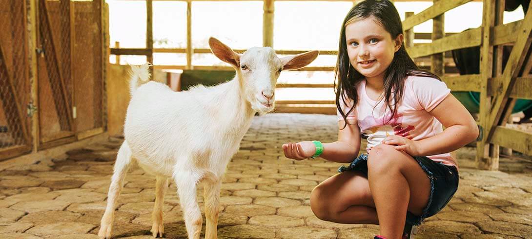 animais fazenda